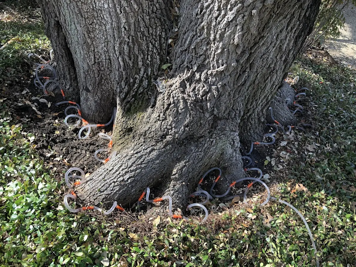 Detailed Tree Cabling and Bracing job site in Wing