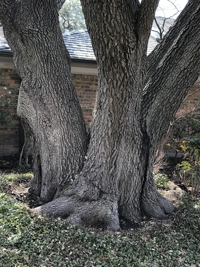 Mature heritage tree close to a Wing property cared for by certified arborists